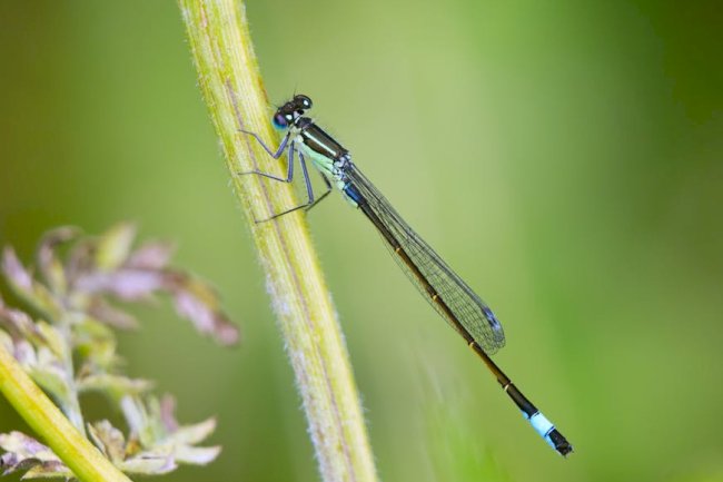 The Pale Blue Eye Review