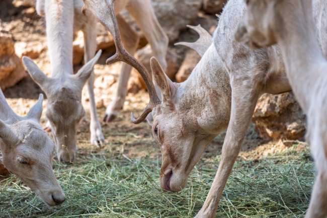 Baby Reindeer Netflix Review