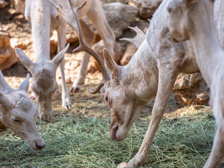 Baby Reindeer Netflix Review